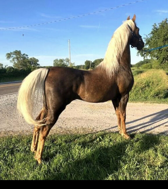 ASB Palomino Stallion Standing at Stud, Starlight Stallions, Konie na sprzedaż, Orlando, Image 2