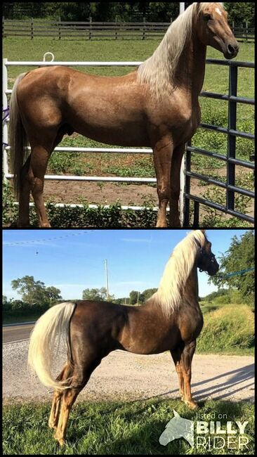 ASB Palomino Stallion Standing at Stud, Starlight Stallions, Konie na sprzedaż, Orlando, Image 3