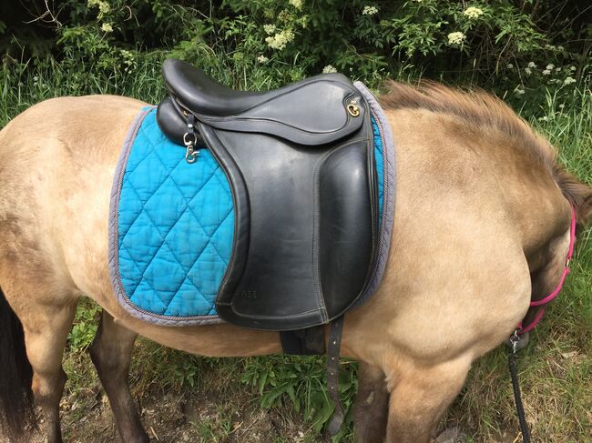 ASE Sattel, Töltsattel, Dressursattel, Isländer, ASE Sport, Daniela, Icelandic Saddle, Meinerzhagen , Image 6