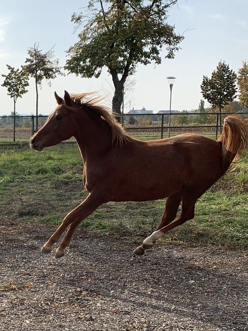 Asil Araberstute mit TOP Abstammung, Iris Gritsch , Horses For Sale, Ebendorf, Image 2