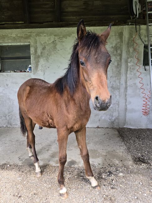 Aster - Araber Hengstfohlen, Moana, Horses For Sale, Vogau