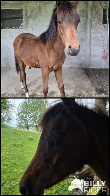 Aster - Araber Hengstfohlen, Moana, Horses For Sale, Vogau, Image 3