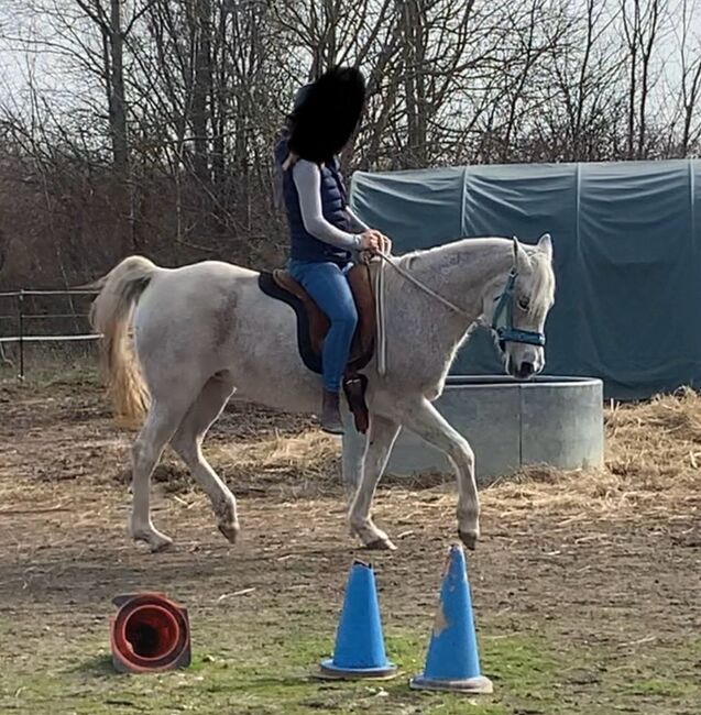 Zur Verfügung: Bildhübsche Araberstute (16 J), Babsi, Horses For Sale, Sankt Georgen am Leithagebirge, Image 9