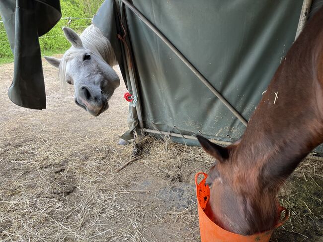 Zur Verfügung: Bildhübsche Araberstute (16 J), Babsi, Horses For Sale, Sankt Georgen am Leithagebirge, Image 3