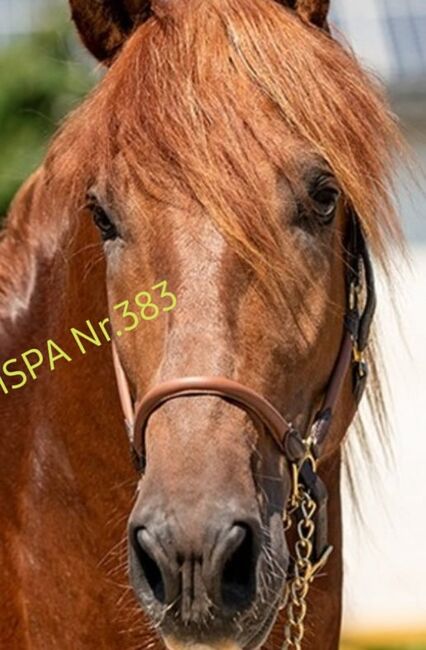 Atemberaubende PRE Fuchshengst - gekört, ISPA - Iberische Sportpferde Agentur (ISPA - Iberische Sportpferde Agentur), Pferd kaufen, Bedburg, Abbildung 2
