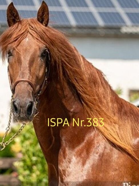 Atemberaubende PRE Fuchshengst - gekört, ISPA - Iberische Sportpferde Agentur (ISPA - Iberische Sportpferde Agentur), Pferd kaufen, Bedburg, Abbildung 4