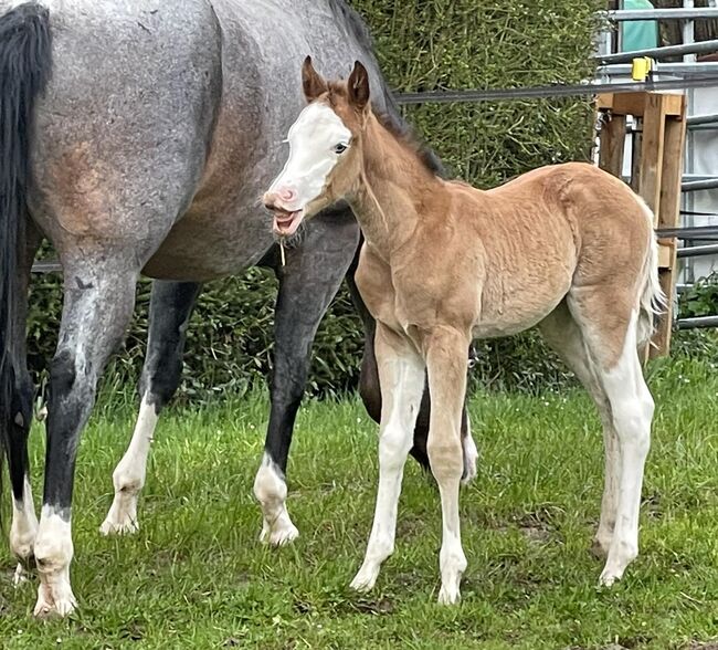 atemberaubende Tochter vom APHA World Champion, Kerstin Rehbehn (Pferdemarketing Ost), Pferd kaufen, Nienburg, Abbildung 11