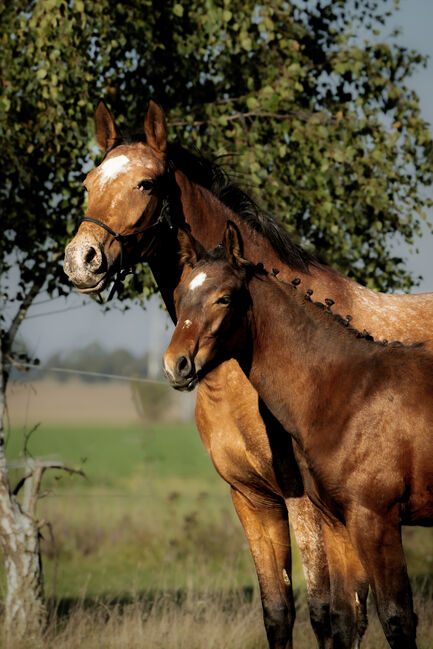 Stunning Małopolski Foal Stallion “Halny” – Calm, Well-Bred, and Full of Potential, Edyta, Pferd kaufen, Dębno, Abbildung 2