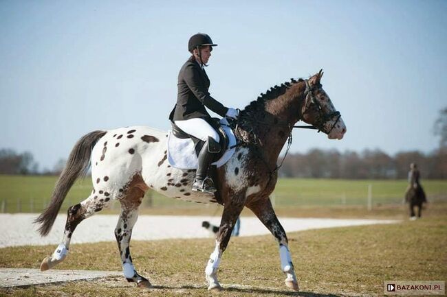 Stunning Małopolski Foal Stallion “Halny” – Calm, Well-Bred, and Full of Potential, Edyta, Pferd kaufen, Dębno, Abbildung 8