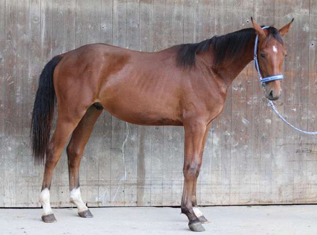 Athletischer vielseitiger Youngster, N. Weber, Horses For Sale, Markgrönigen, Image 2