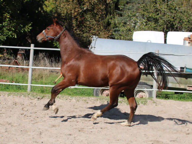 Athletischer vielseitiger Youngster, N. Weber, Horses For Sale, Markgrönigen, Image 5