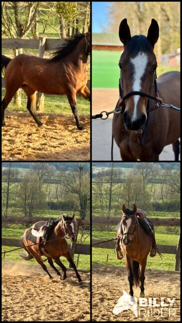 Aufgeschlossene, liebe Quarter Horse Stute von top Reining Hengst, Kerstin Rehbehn (Pferdemarketing Ost), Pferd kaufen, Nienburg, Abbildung 12