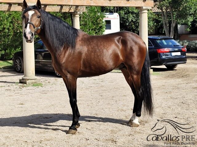 Ausdrucks-und Bewegungsstarker PRE Hengst - 2020 - ca. 1.65 m, Thomas Adams (Caballos PRE), Pferd kaufen, Bell