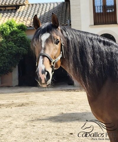 Ausdrucks-und Bewegungsstarker PRE Hengst - 2020 - ca. 1.65 m, Thomas Adams (Caballos PRE), Pferd kaufen, Bell, Abbildung 3