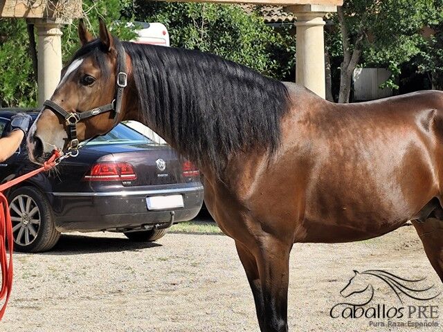 Ausdrucks-und Bewegungsstarker PRE Hengst - 2020 - ca. 1.65 m, Thomas Adams (Caballos PRE), Pferd kaufen, Bell, Abbildung 6