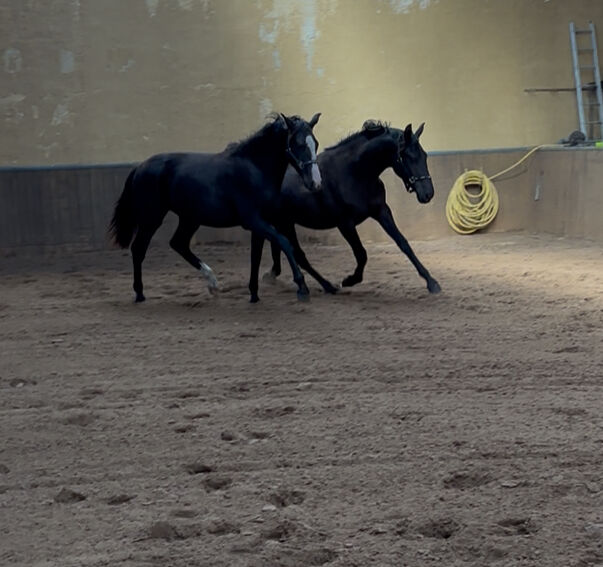 Ausdrucksstarke Nachwuchsstute mit interessanter Abstammung, Millan III, Horses For Sale, Moenchengladbach, Image 5
