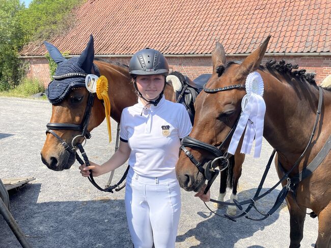 Ausdrucksstarke Ponystute, Wiebke, Pferd kaufen, Neuenkirchen, Abbildung 3