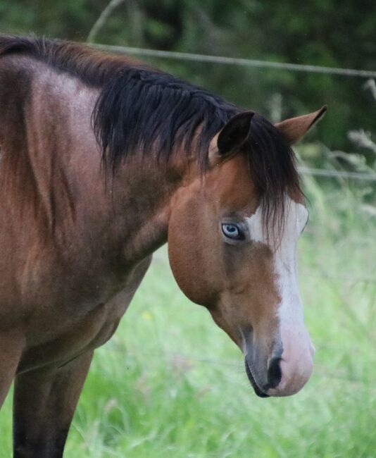 ausdrucksstarker Paint Horse Hengst, Kerstin Rehbehn (Pferdemarketing Ost), Pferd kaufen, Nienburg, Abbildung 3