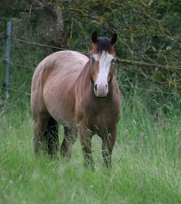 ausdrucksstarker Paint Horse Hengst, Kerstin Rehbehn (Pferdemarketing Ost), Pferd kaufen, Nienburg, Abbildung 4