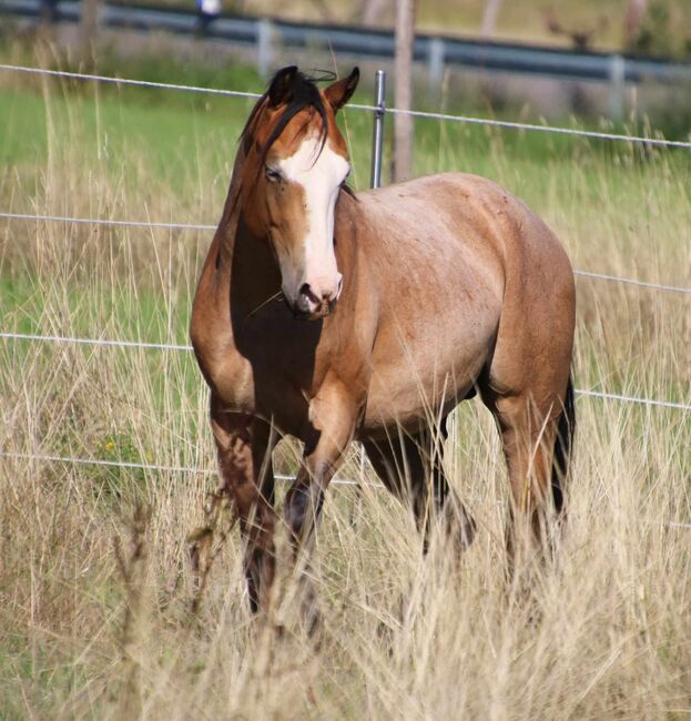 ausdrucksstarker Paint Horse Hengst, Kerstin Rehbehn (Pferdemarketing Ost), Pferd kaufen, Nienburg, Abbildung 6