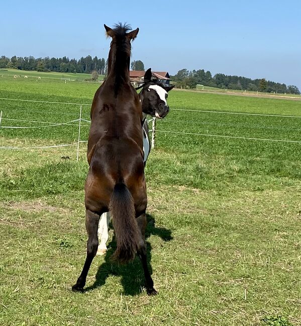 Ausdrucksstarker Quarterhorse Wallach, I.H., Pferd kaufen, Eglfing , Abbildung 11