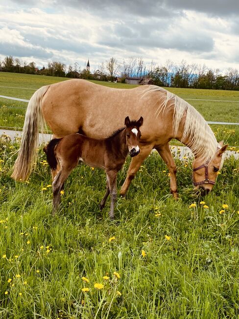 Ausdrucksstarker Quarterhorse Wallach, I.H., Pferd kaufen, Eglfing , Abbildung 14