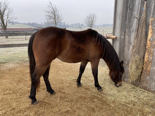 Ausdrucksstarker Quarterhorse Wallach, I.H., Pferd kaufen, Eglfing , Abbildung 11