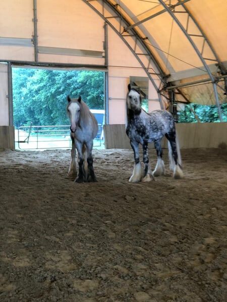 Ausdrucksstarker Shire Horse Wallach Frodo, Manuel, Pferd kaufen, Seefeld in Tirol