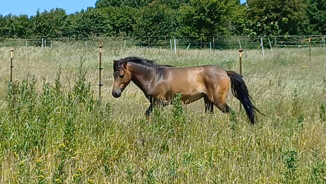 ausdruckstarker Ponyhengst Pony Hengst zu verkaufen, Dora, Pferd kaufen, Gram, Abbildung 2
