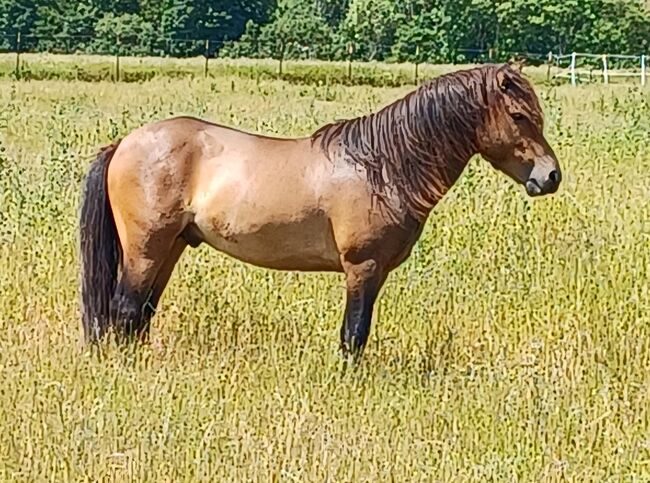 ausdruckstarker Ponyhengst Pony Hengst zu verkaufen, Dora, Pferd kaufen, Gram, Abbildung 3