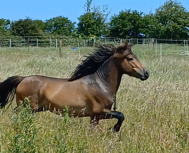 ausdruckstarker Ponyhengst Pony Hengst zu verkaufen, Dora, Pferd kaufen, Gram