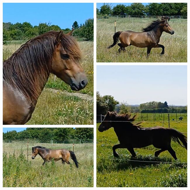 ausdruckstarker Ponyhengst Pony Hengst zu verkaufen, Dora, Pferd kaufen, Gram, Abbildung 4