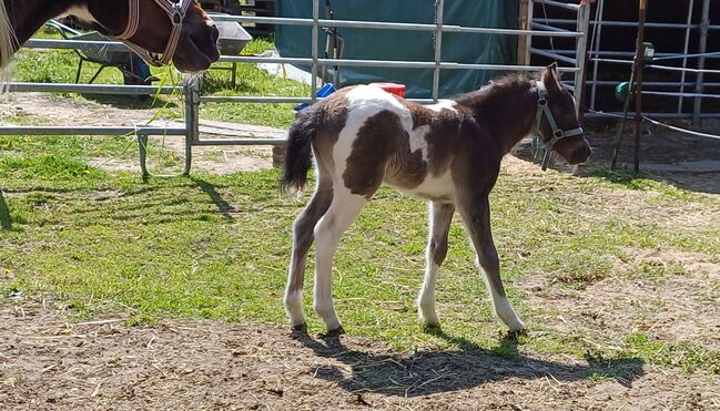 ausdruckstarker Ponyhengst Pony Hengst zu verkaufen, Dora, Pferd kaufen, Gram, Abbildung 6