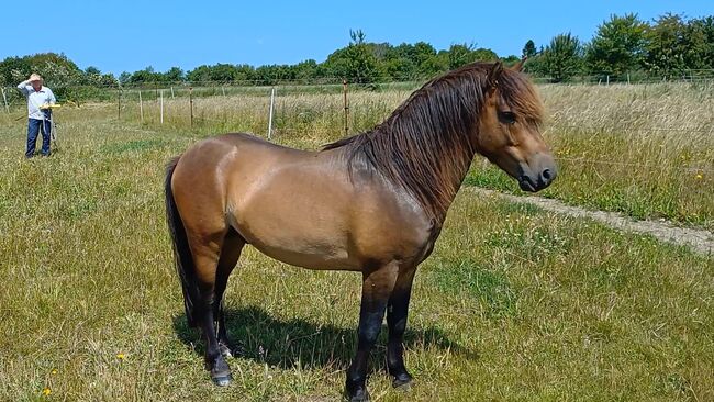 ausdruckstarker Ponyhengst Pony Hengst zu verkaufen, Dora, Pferd kaufen, Gram, Abbildung 7