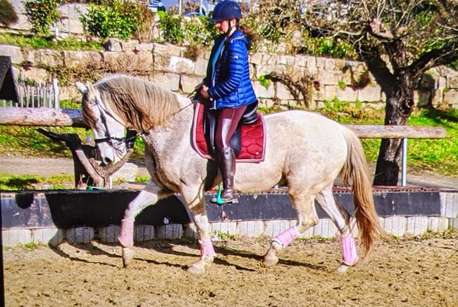 Ausdruckstarker temperamentvoller PRE Mix Wallach Andalusier, Stefanie, Pferd kaufen, Gaienhofen