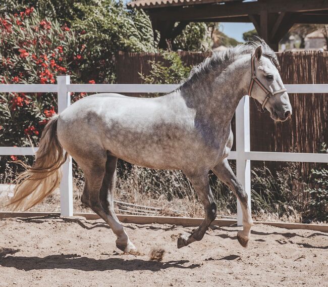 Ausdrucksvoller Youngster mit bestem Pedigree, Pia , Pferd kaufen, Conil de la Frontera