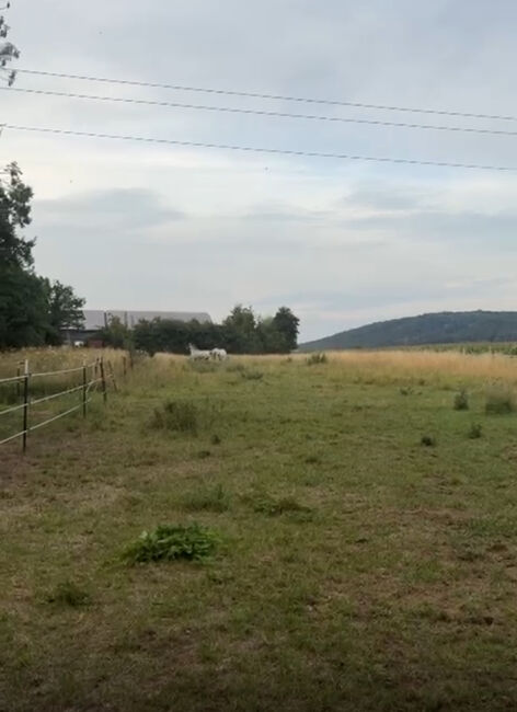 Außenboxen ab sofort frei, Lea, Stallplätze, Honings