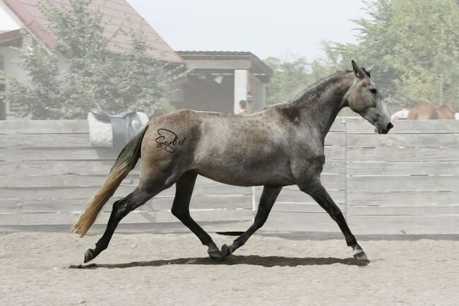 Exceptional P.R.E. Mare 2020 for sale, Suzana, Pferd kaufen, Wien, Abbildung 2