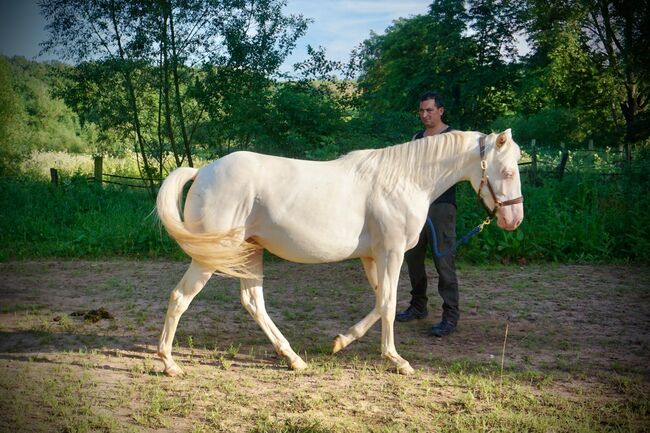 Aussergewöhnliche Quarter Horse Stute in toller Cremello Farbe, Kerstin Rehbehn (Pferdemarketing Ost), Pferd kaufen, Nienburg, Abbildung 4