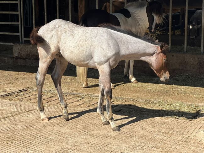 Außergewöhnliches AQHA Quarter Horse Hengstfohlen mit viel Potenzial, Kerstin Rehbehn (Pferdemarketing Ost), Pferd kaufen, Nienburg