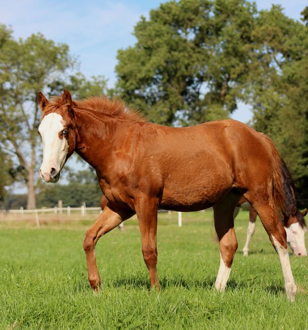 Ein außergewöhnliches Prospect für Reining & Zucht, Kerstin Rehbehn (Pferdemarketing Ost), Pferd kaufen, Nienburg