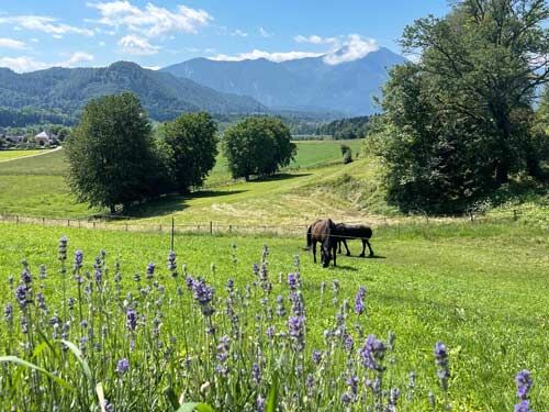 Österreich, Kärnten, 9100 Völkermarkt - Sie träumen davon in einer wundervollen Landschaft mit, Sabine Wesseln, Maras World of Horses (Maras World of Horses, Maras World Solutions S.L.), Nieruchomości jeździeckie, Völkermarkt, Image 7