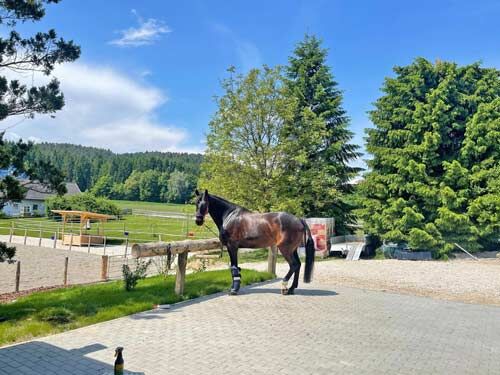 Österreich, Kärnten, 9100 Völkermarkt - Sie träumen davon in einer wundervollen Landschaft mit, Sabine Wesseln, Maras World of Horses (Maras World of Horses, Maras World Solutions S.L.), Nieruchomości jeździeckie, Völkermarkt, Image 5