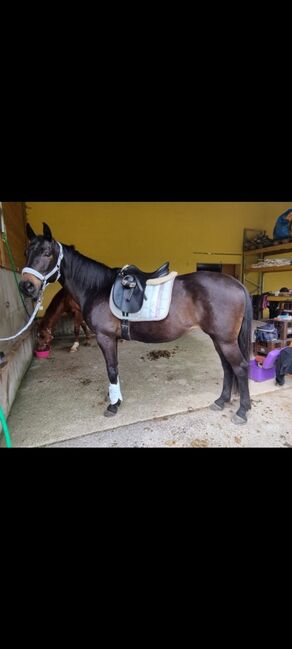 Österreichische Warmblut Sute "Gina", Christine Fritzenwallner , Konie na sprzedaż, Eben im Pongau