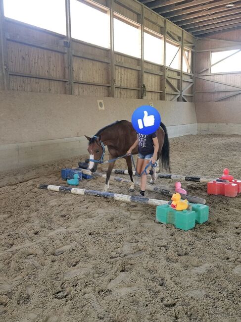 Österreichisches Reitpony, K.B.Z. verkaufspferde , Konie na sprzedaż, Steiermark/Leibnitz , Image 5