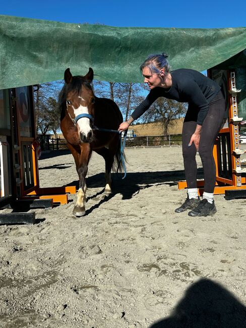 Österreichisches Reitpony, K.B.Z. verkaufspferde , Konie na sprzedaż, Steiermark/Leibnitz , Image 6