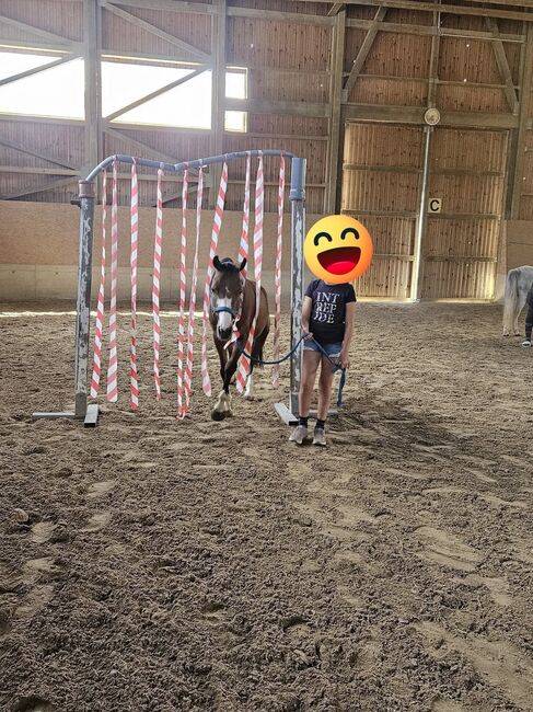 Österreichisches Reitpony, K.B.Z. verkaufspferde , Konie na sprzedaż, Steiermark/Leibnitz , Image 9