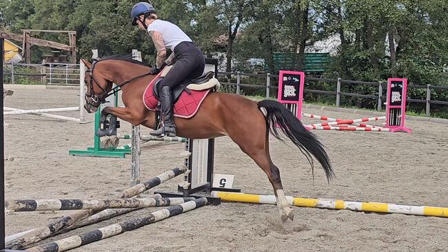 Österreichisches Reitpony, K.B.Z. verkaufspferde , Konie na sprzedaż, Steiermark/Leibnitz , Image 10