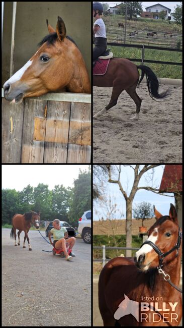 Österreichisches Reitpony, K.B.Z. verkaufspferde , Konie na sprzedaż, Steiermark/Leibnitz , Image 13