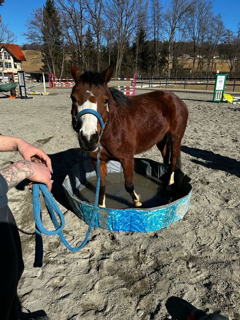 Österreichisches Reitpony, K.B.Z. verkaufspferde , Konie na sprzedaż, Steiermark/Leibnitz , Image 12